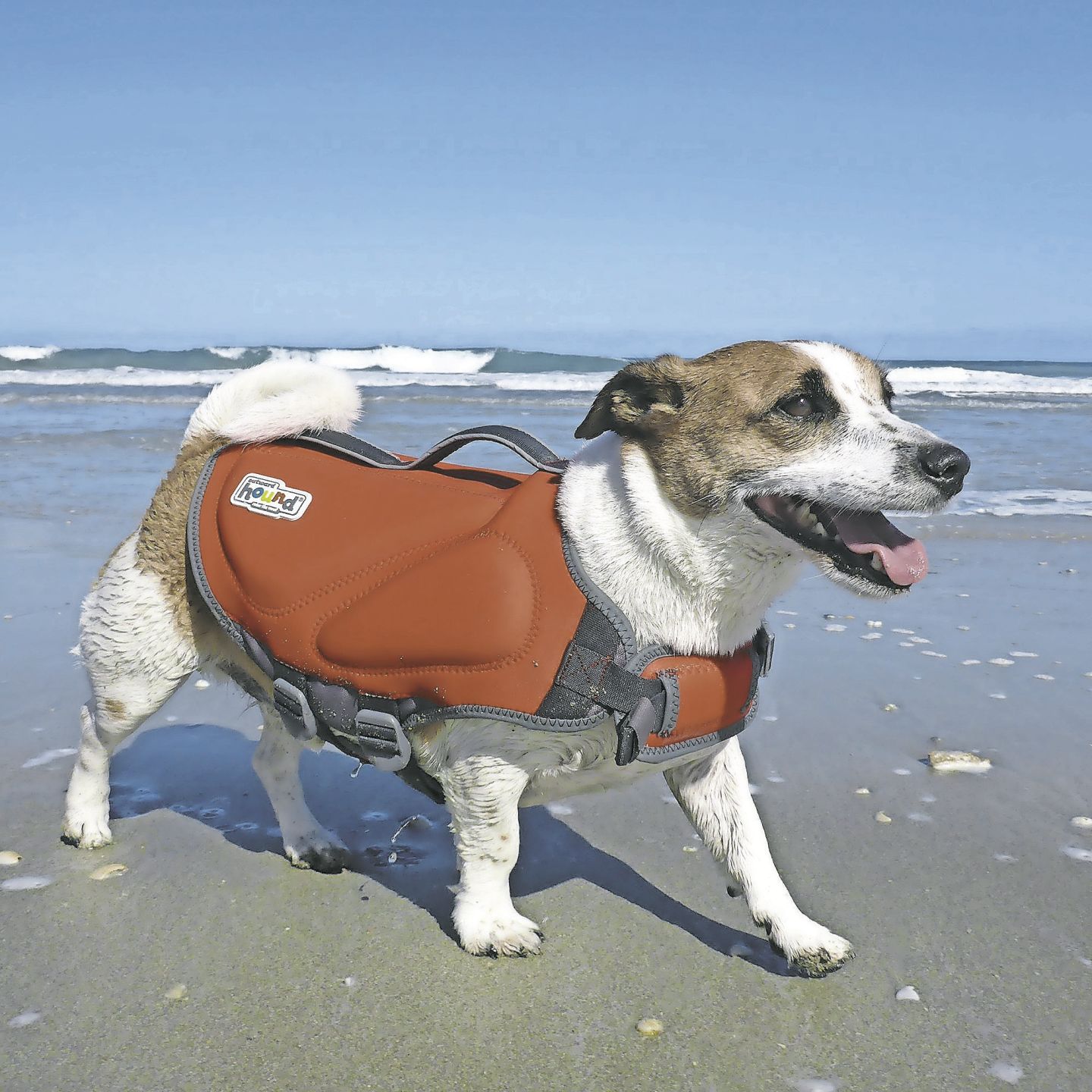 Salvavidas para perros